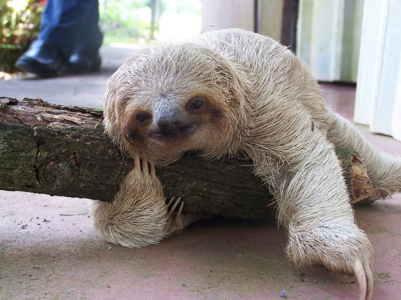 Rainforest centenarians