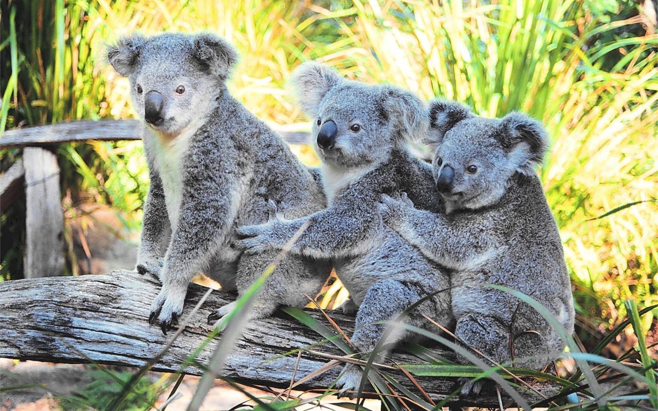 Koalas communicate with each other through noises