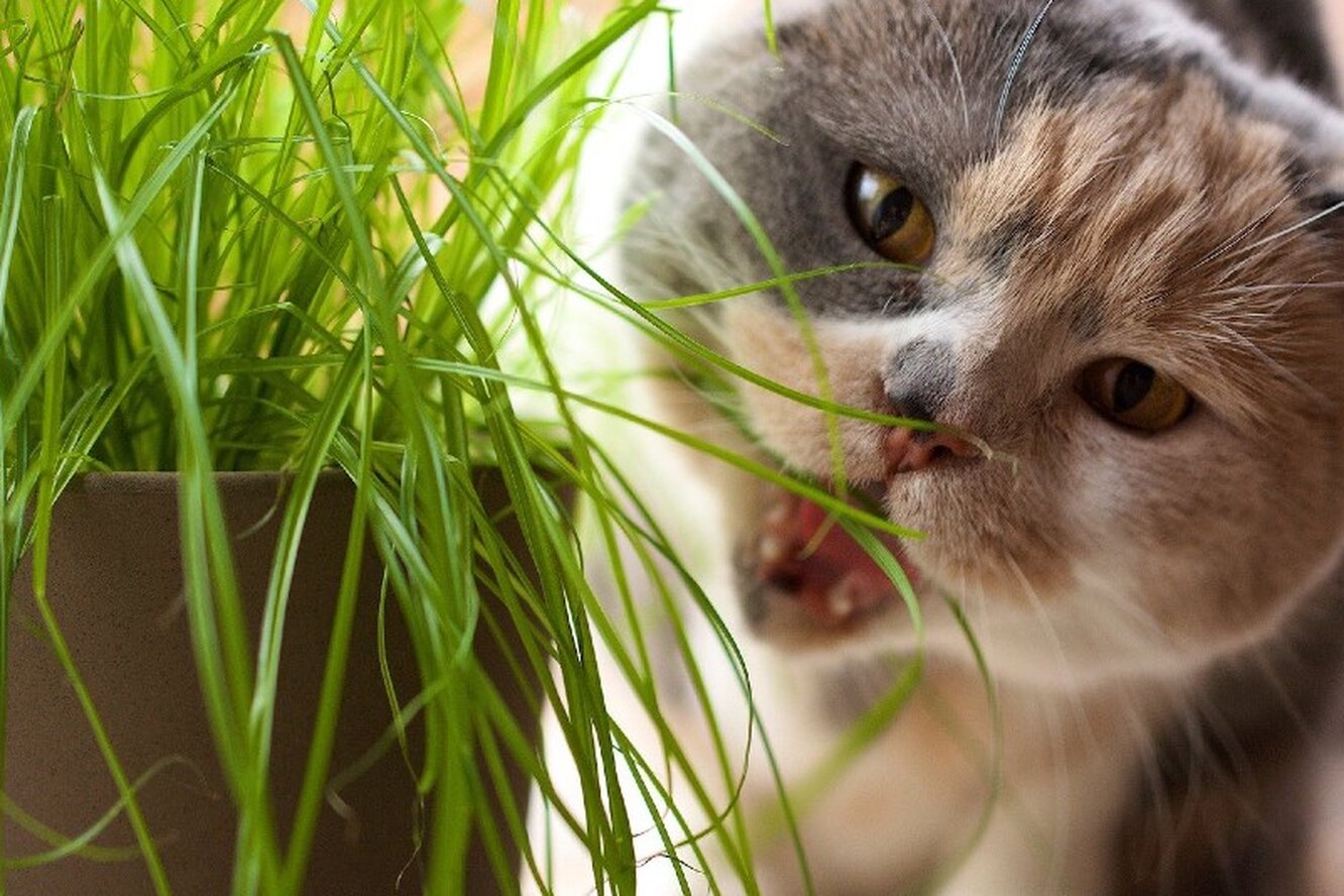 Myth 7: If a cat eats grass, then something hurts her!