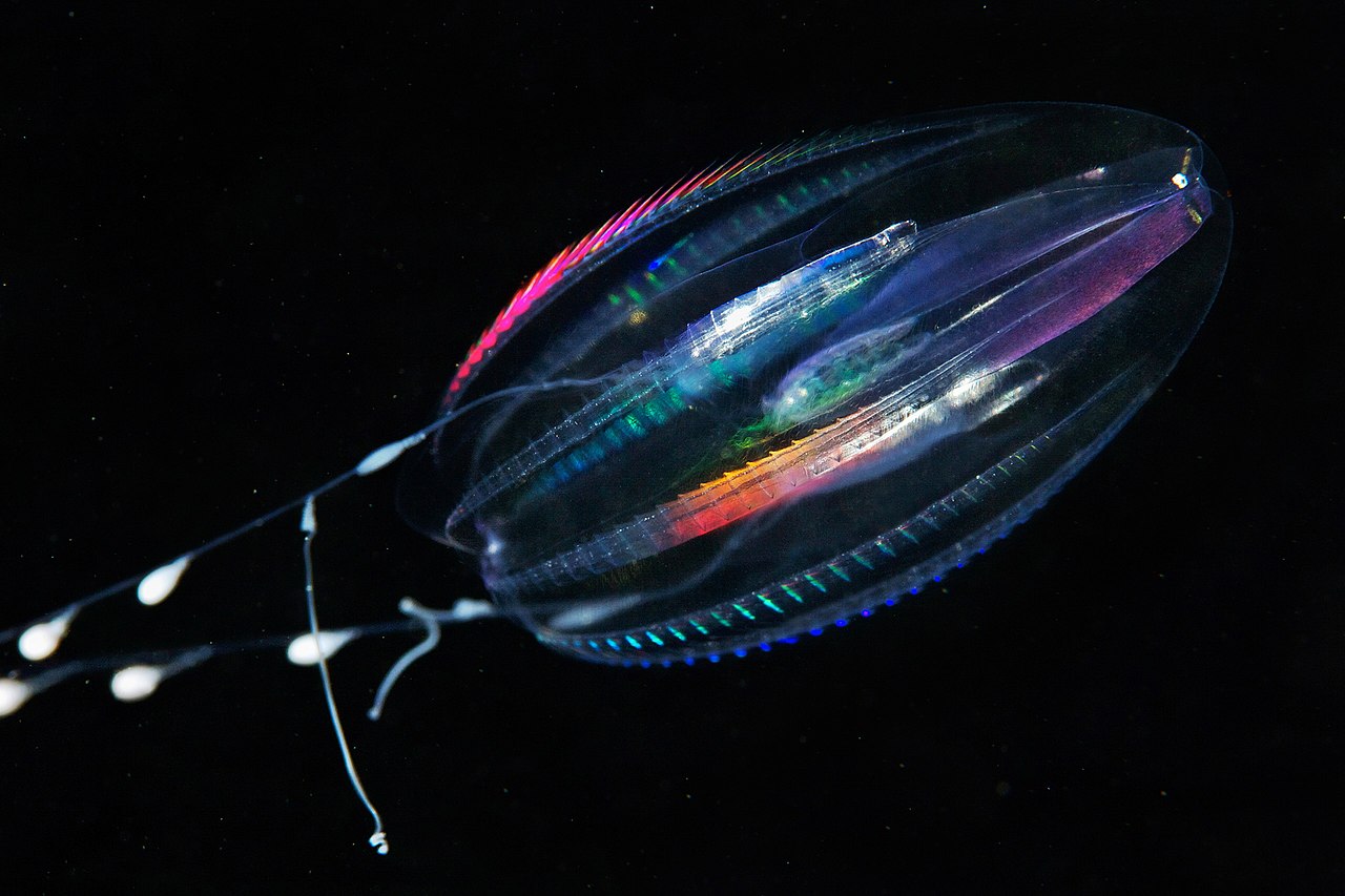 Ctenophores