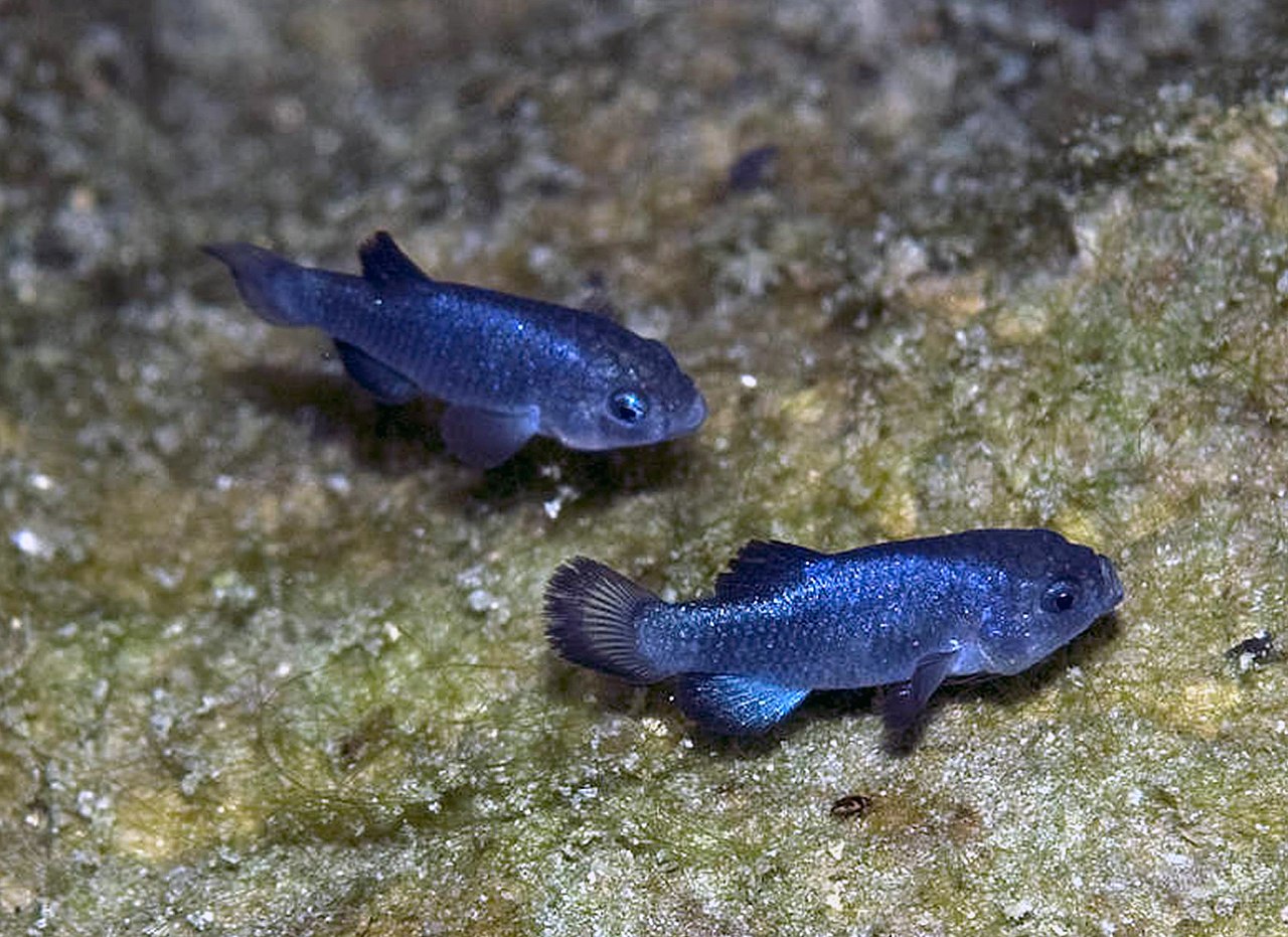 The Rarest Fish Is The Devil’s Hole Pupfish