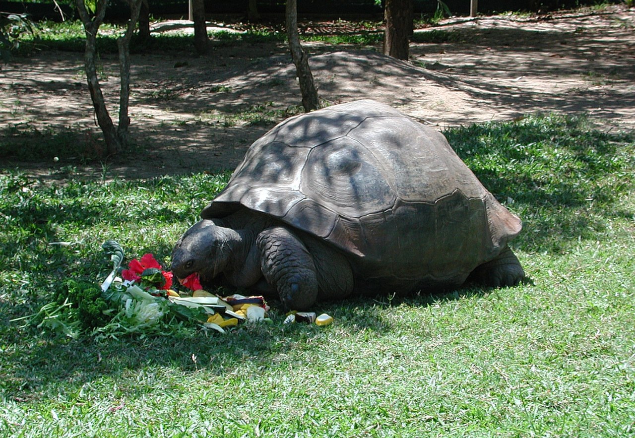 Turtles Can Be Carnivorous, Herbivorous, And Omnivorous