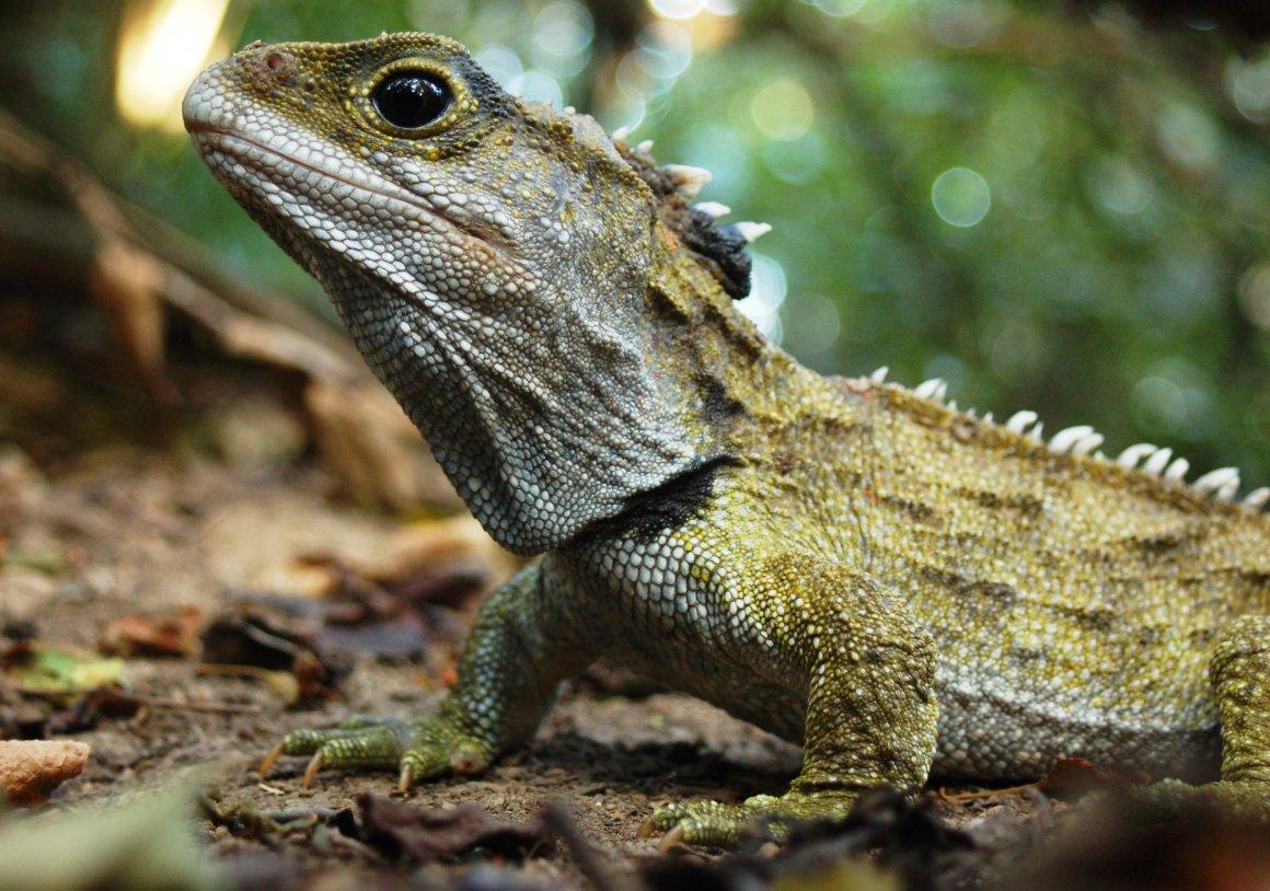 Tuatara