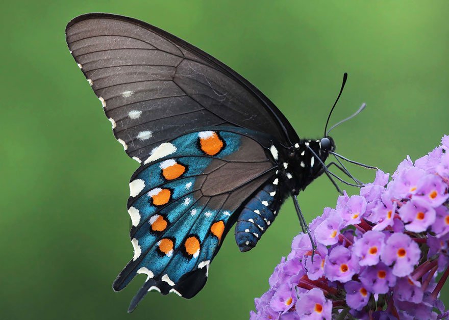 Butterflies Live On An All-liquid Diet