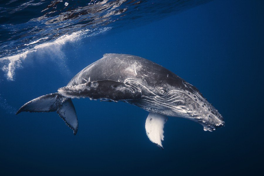 Whale pregnancy is a long-term commitment!