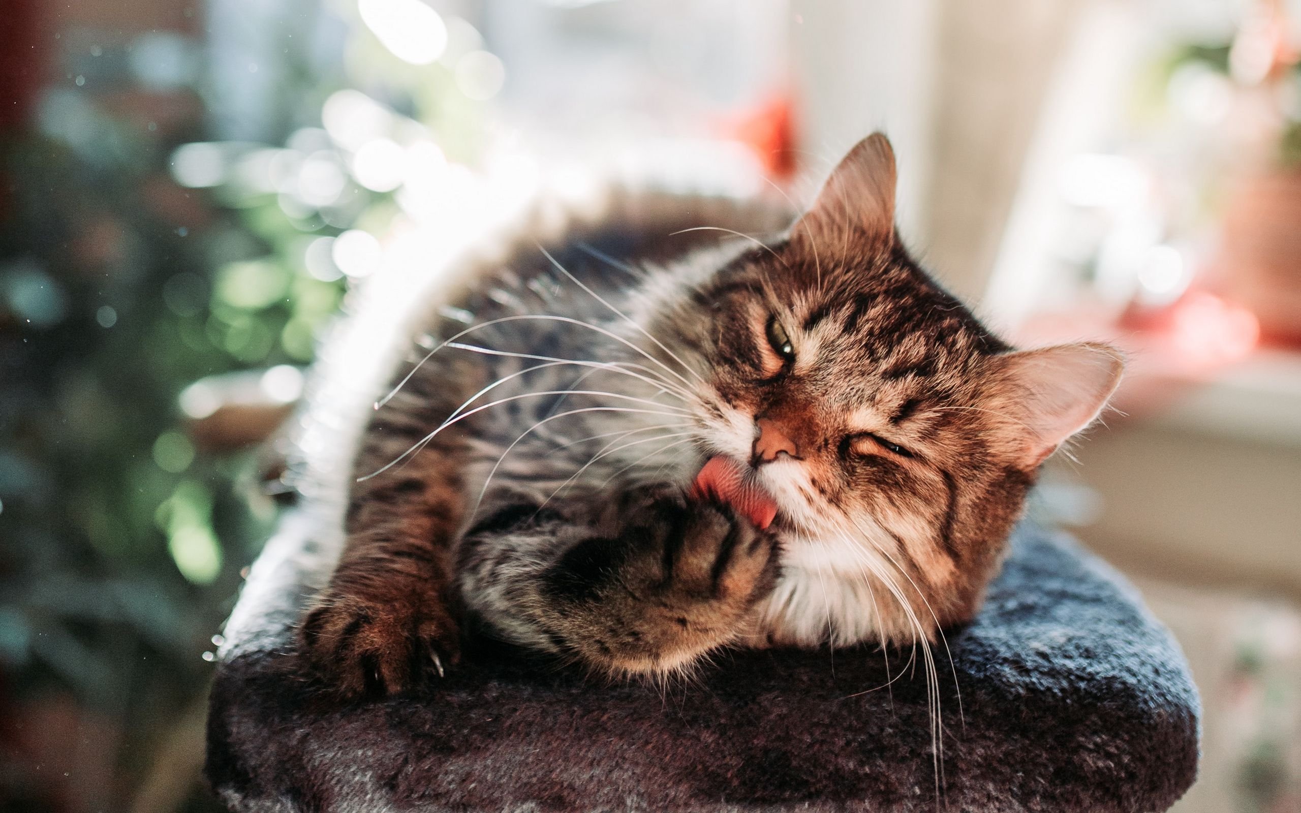 Myth 1: Cats are able to get rid of diseases on their own by licking wounds