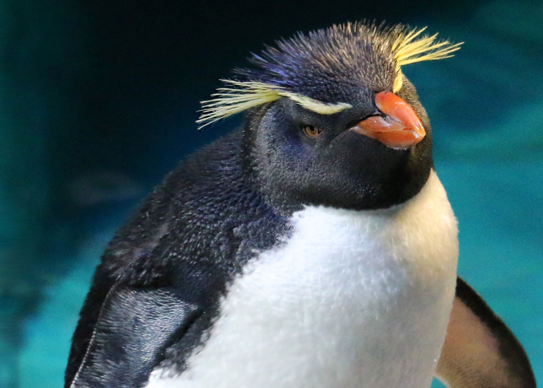 Giant Penguins Lived in New Zealand 40 Million Years Ago