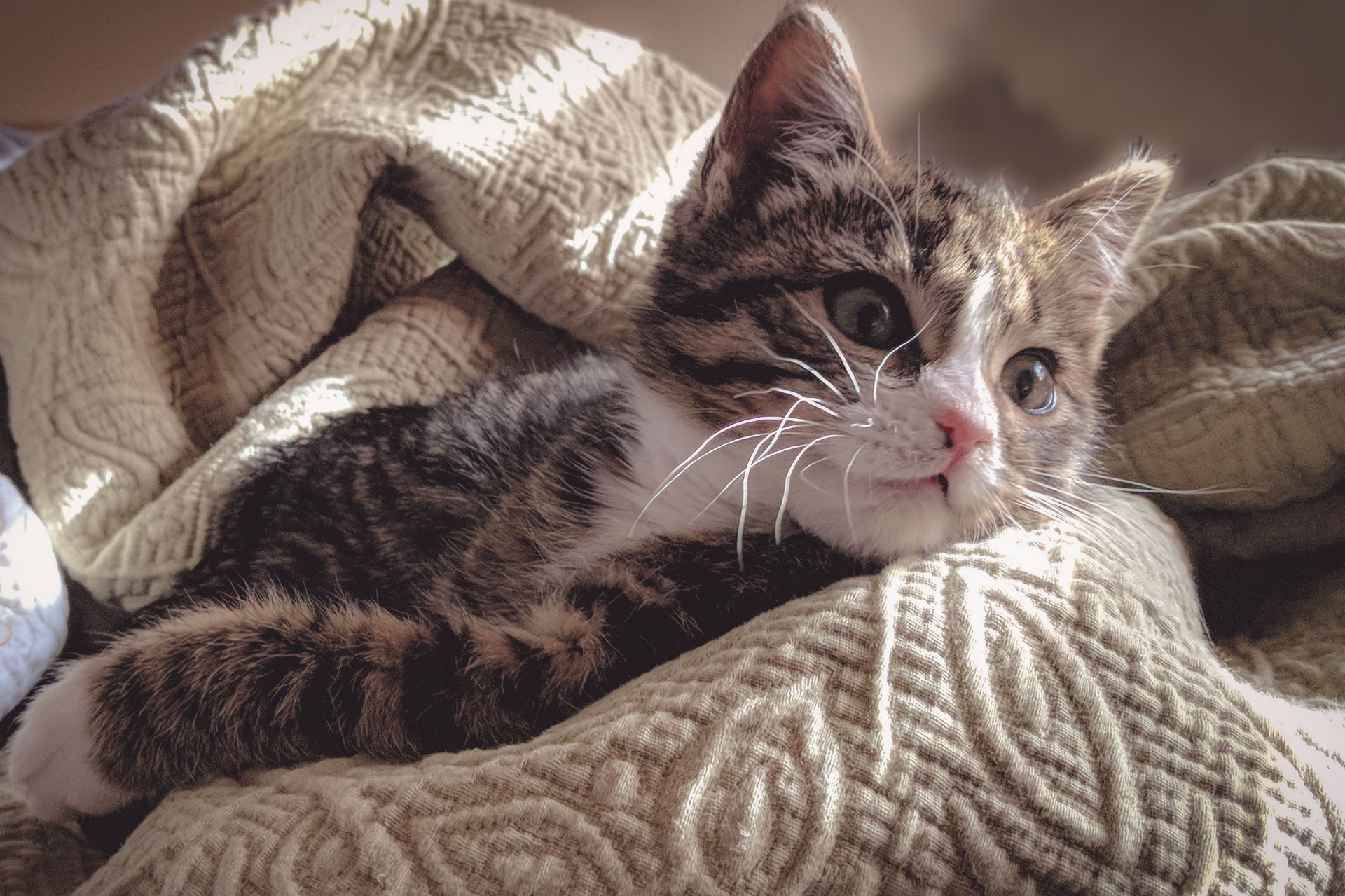 Myth 3: If a cat lives at home, it doesn’t need vaccinations!