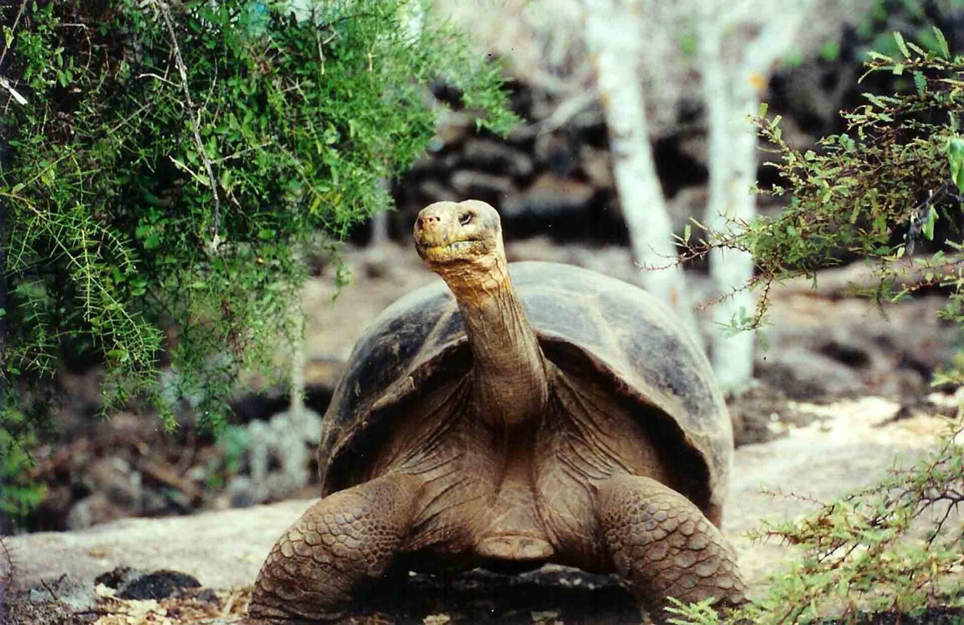 Turtles Can Be Carnivorous, Herbivorous, And Omnivorous