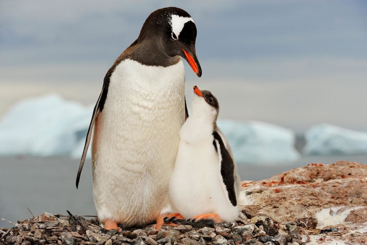 Don’t Get Any Blood on That Tuxedo! Penguins Are Carnivores