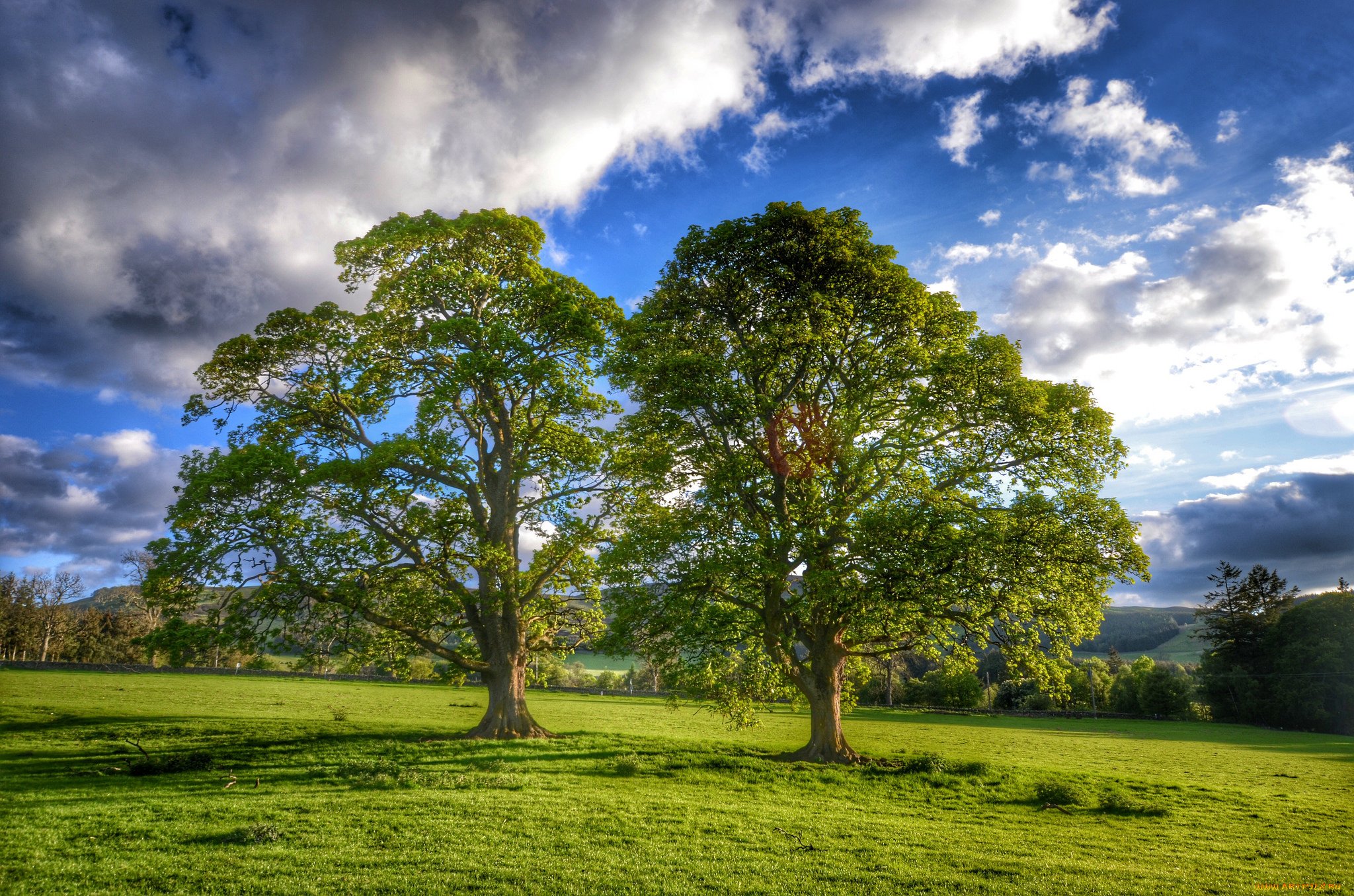 Trees block noise by reducing sound waves