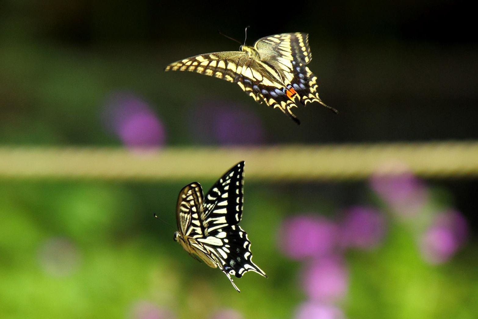 Butterflies Need A High Body Temperature To Fly