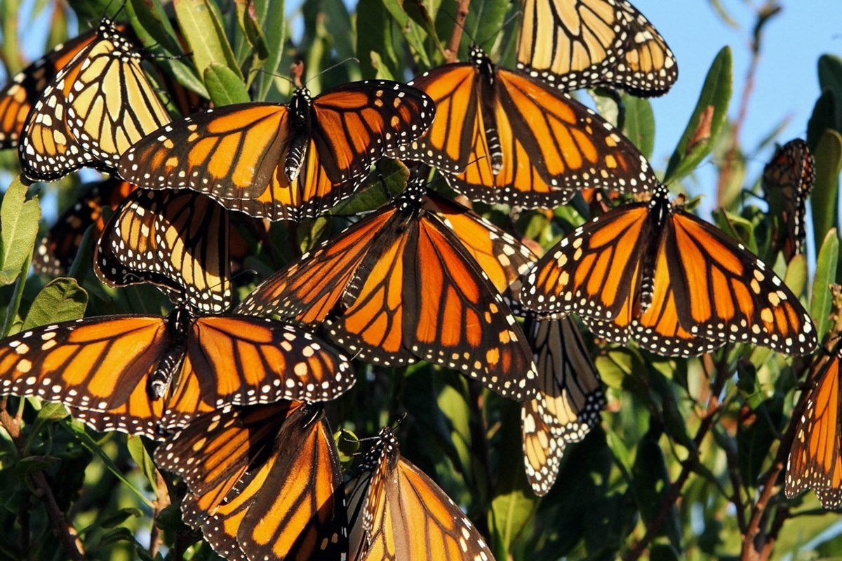 Monarch Butterflies Travel More Than 2,500 Miles In The Winter Season