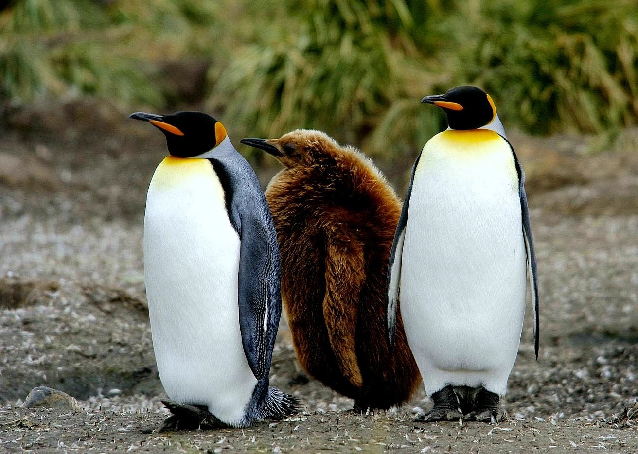  Emperor Penguins Lay Only 1 Egg Each Breeding Season