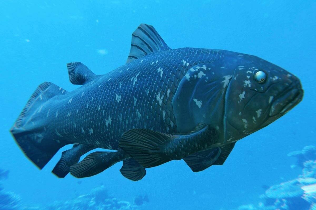 Coelacanth