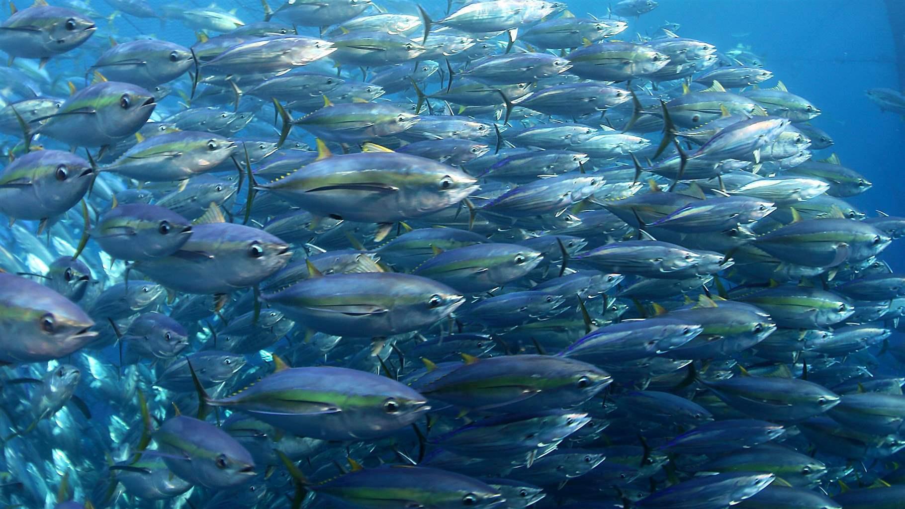Fish Are Found In Almost Every Environment