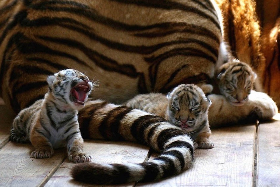 Baby Tigers