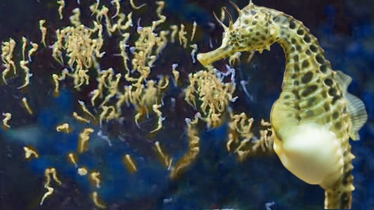 Baby Seahorses