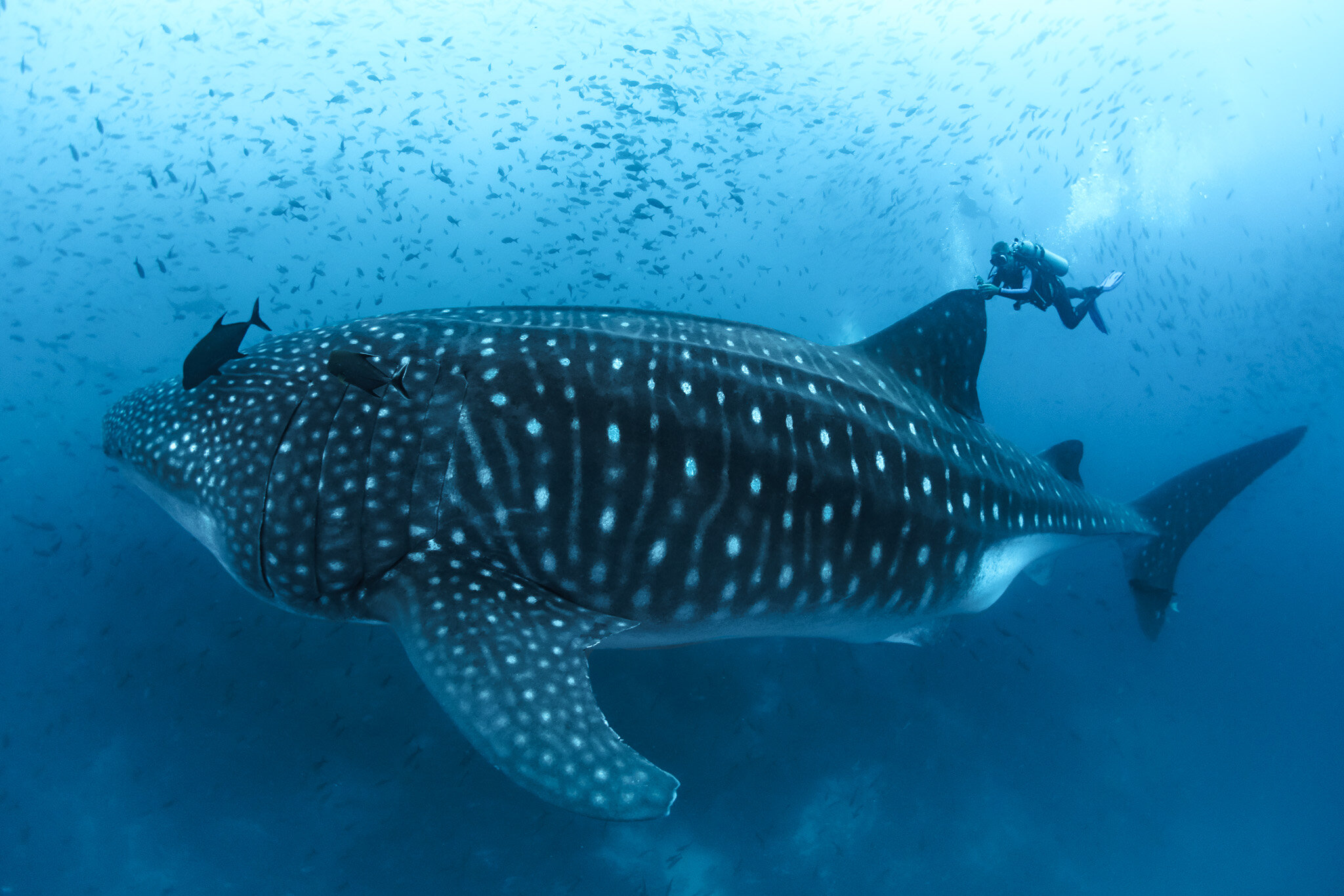 The Largest Fish Is The Great Whale Shark