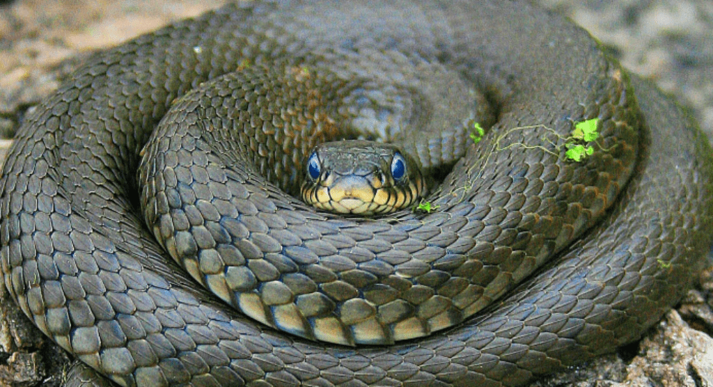 Snakes are Strictly Carnivorous