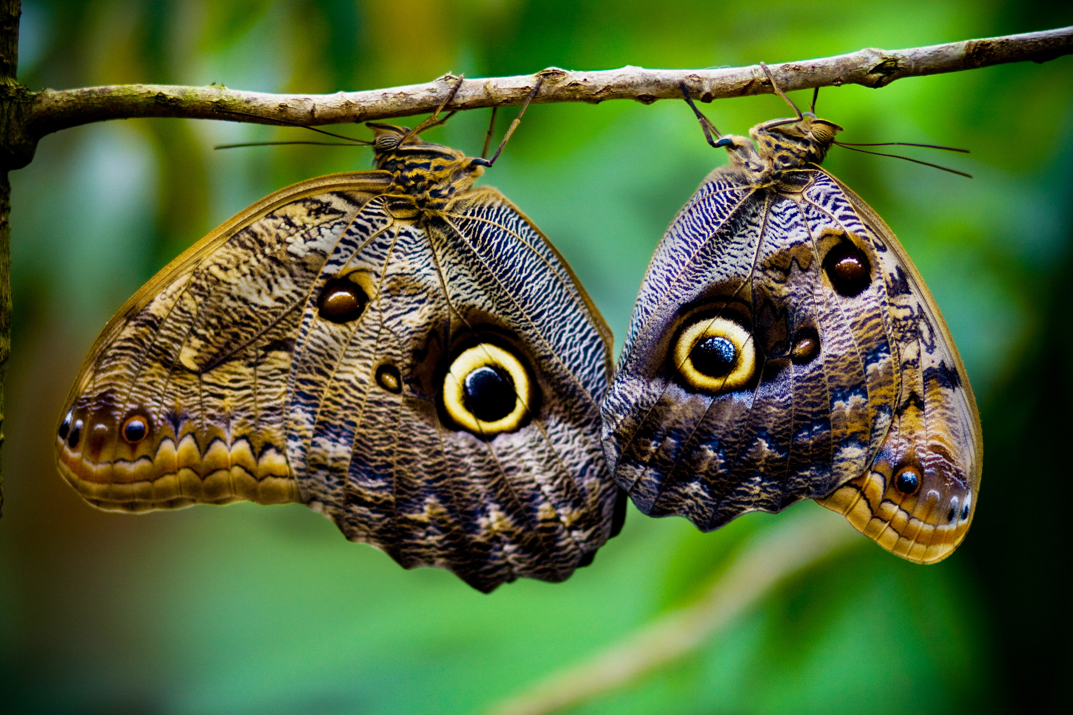 Butterflies Have Been Impacted By Climate Changes