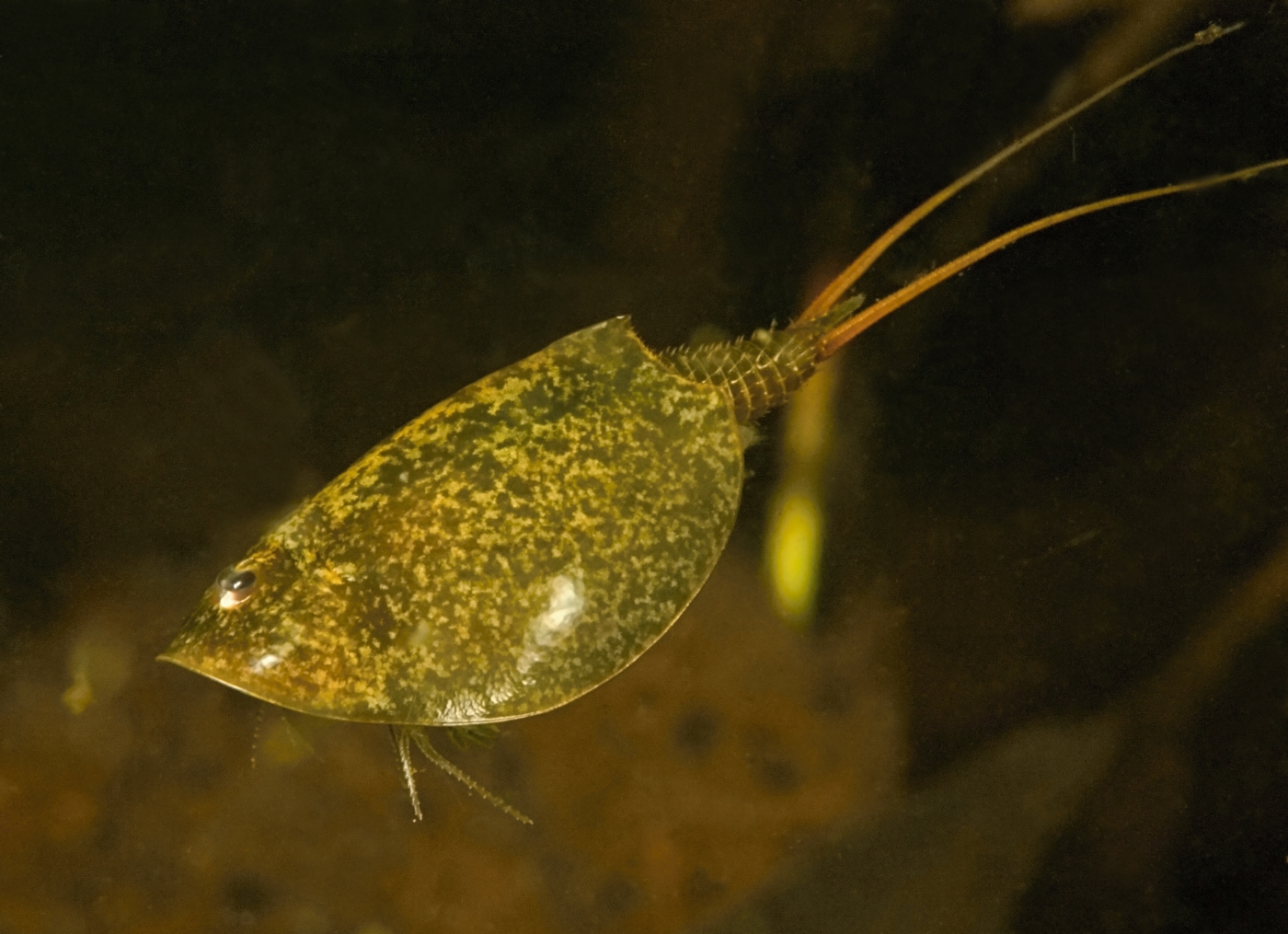 Tadpole Shrimp