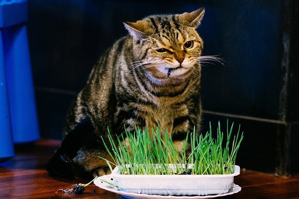 Myth 7: If a cat eats grass, then something hurts her!