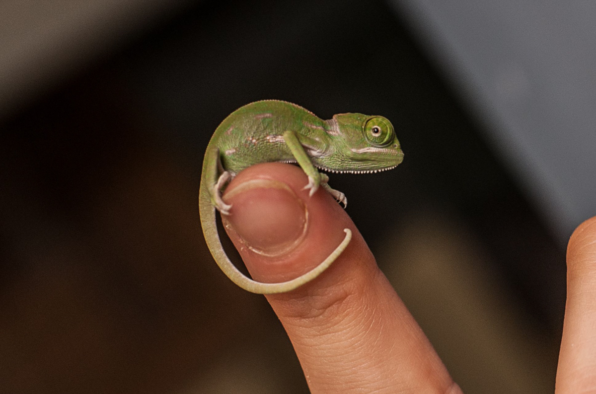 Baby Chameleons