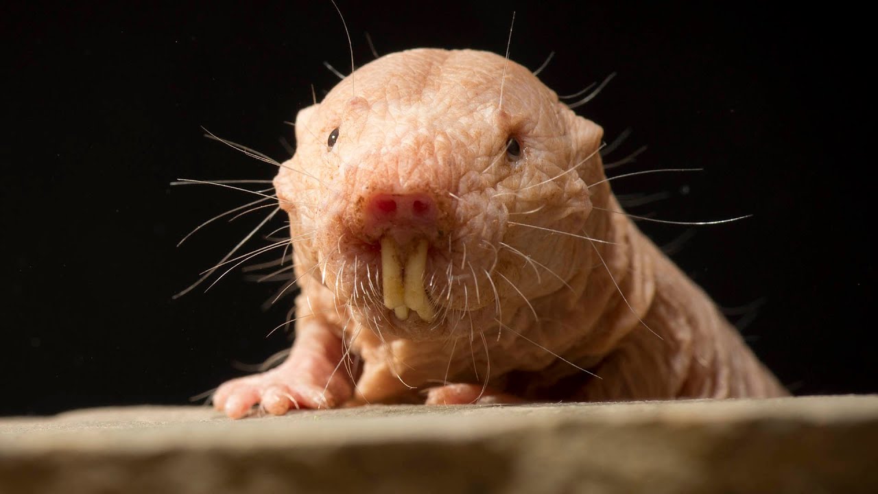 Naked Mole Rat