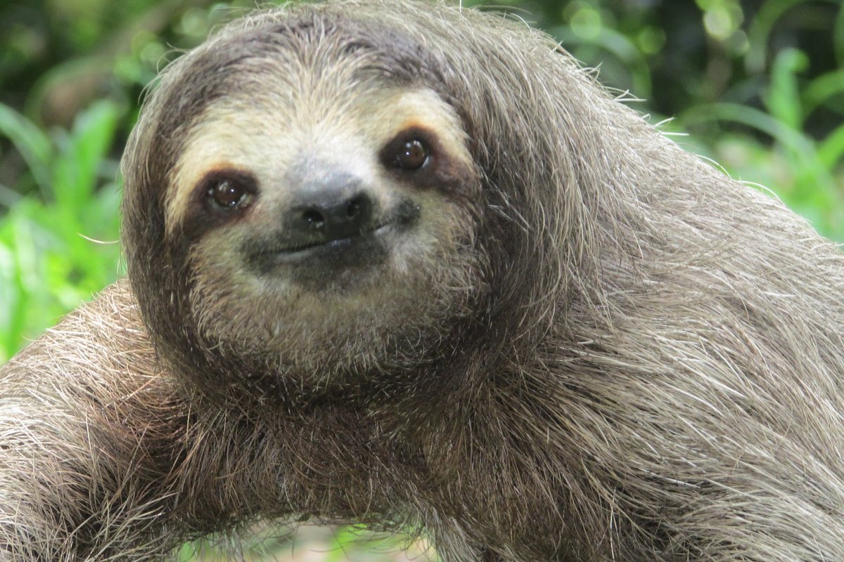 Sloth fur and body facts
