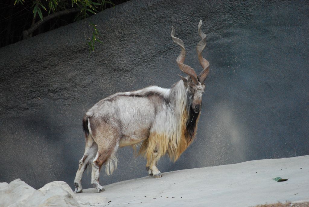 Markhor