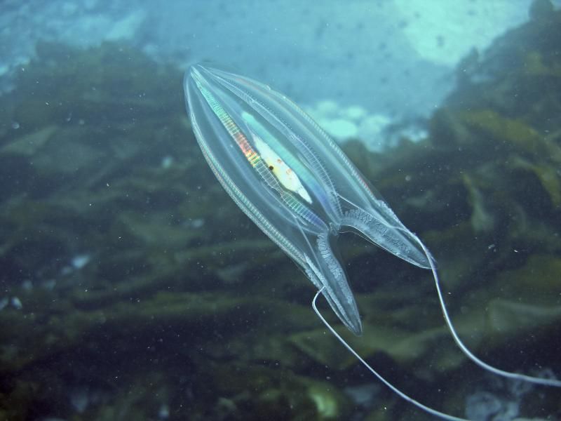 Ctenophores