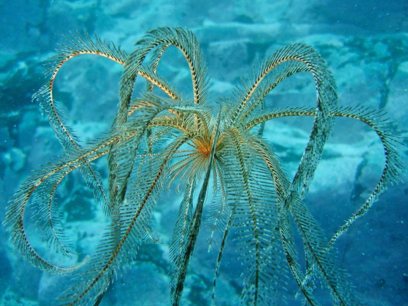 Antarctic Feather Star