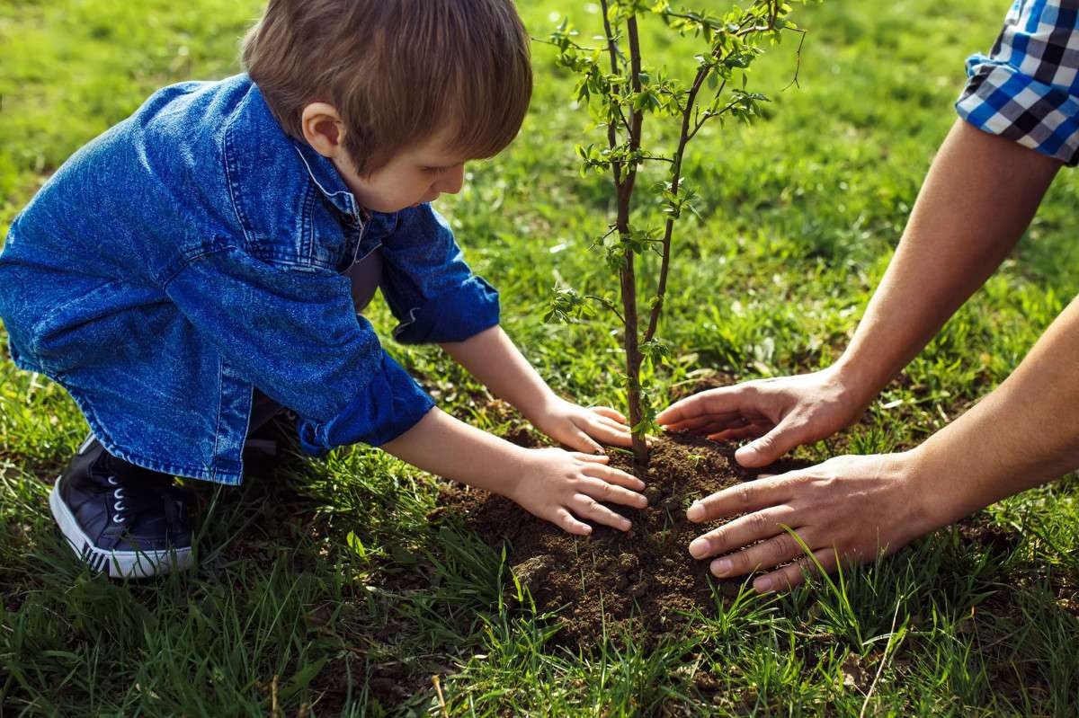 Planting trees can help reduce your energy costs