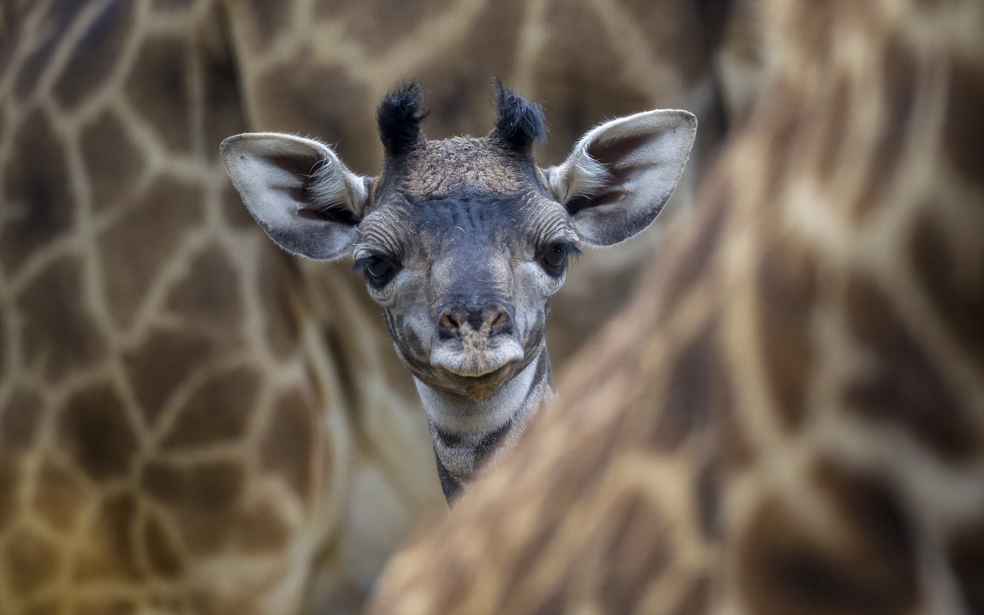 Baby Giraffes