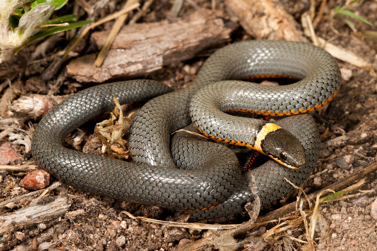 Snakes Can Be Colorful