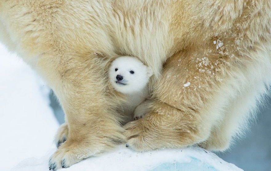 Baby Polar Bears