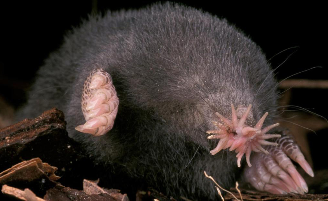 Star Nosed Mole