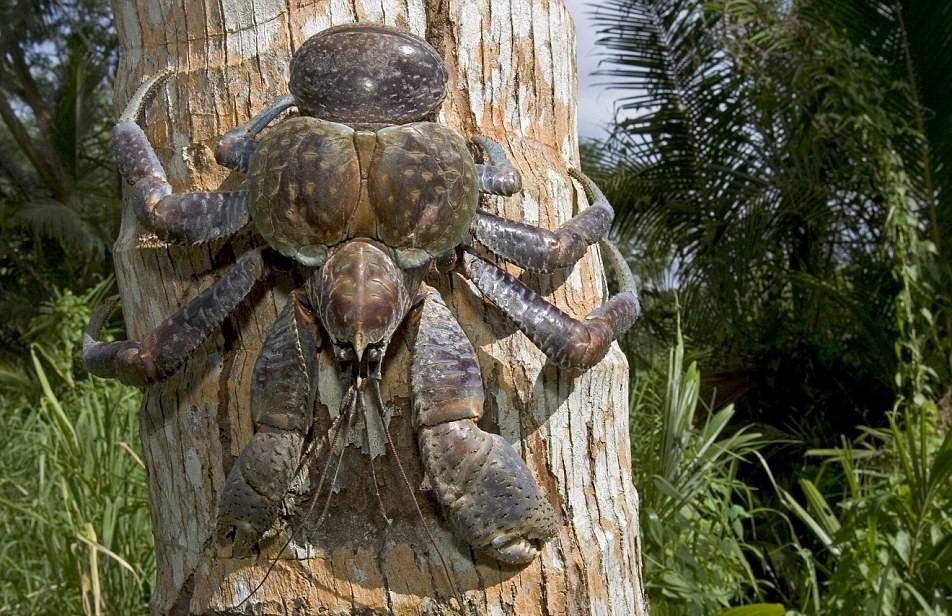 Coconut Crab