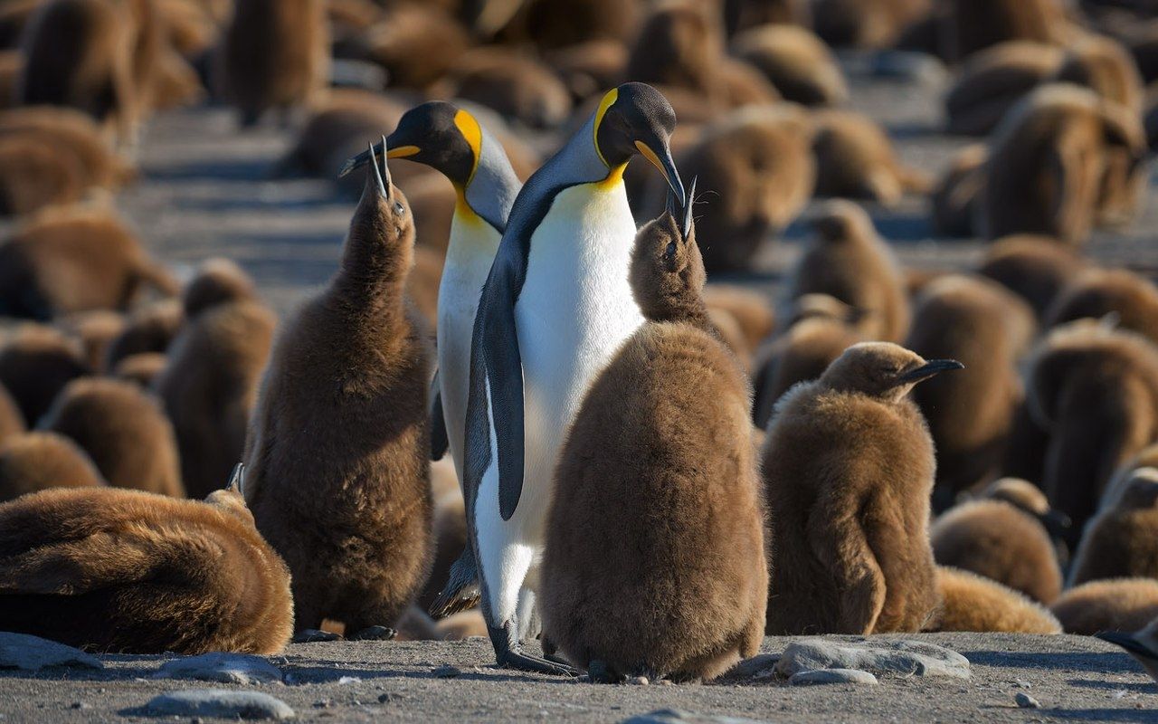 There are No Penguins that Live in the Northern Hemisphere