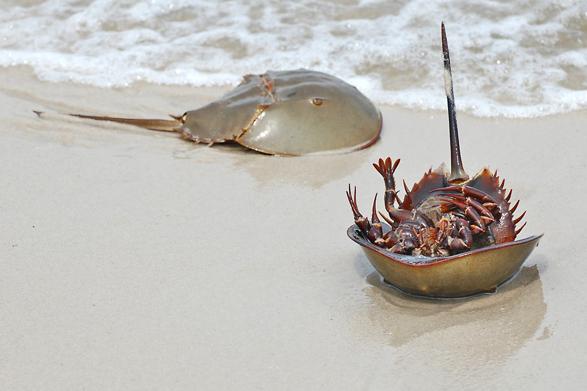 Horseshoe Crab