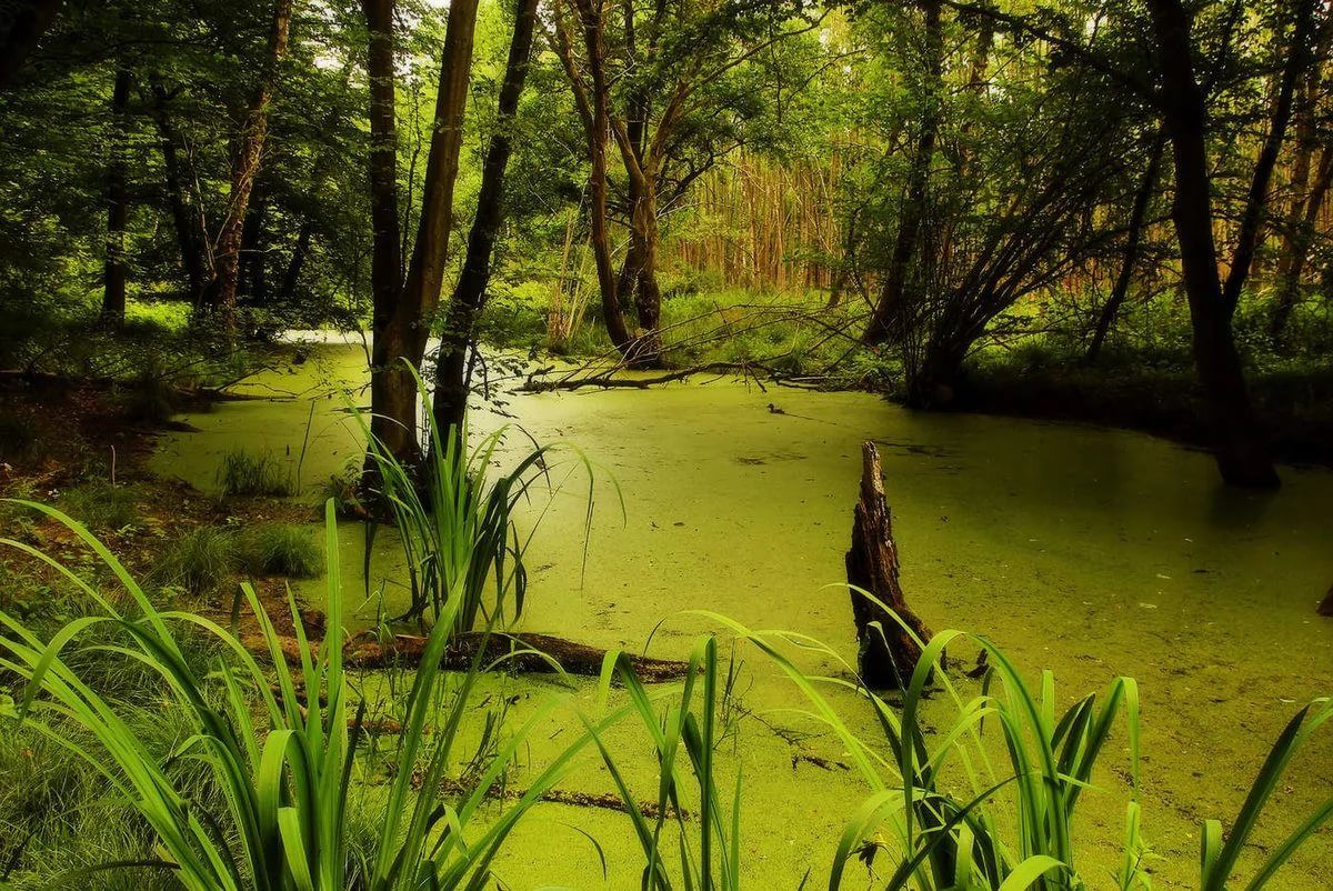 Swamps against the greenhouse effect