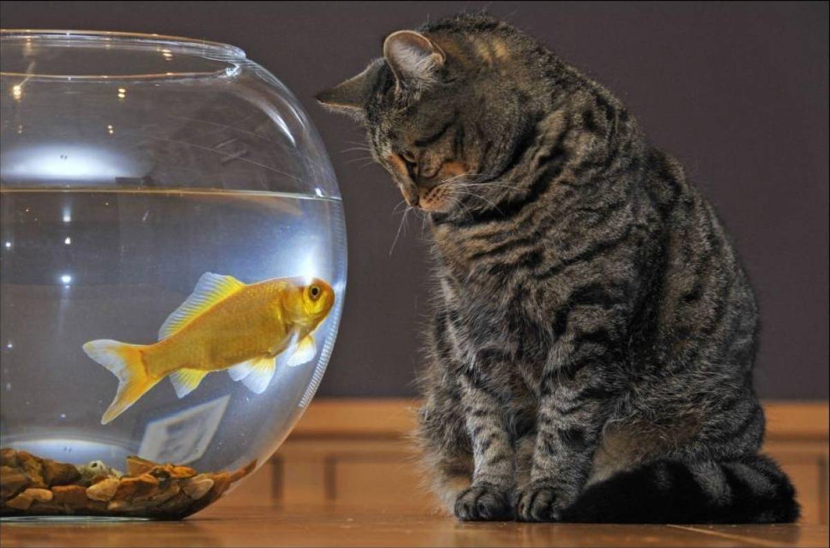 Myth 2: Ideal cat food is raw fish