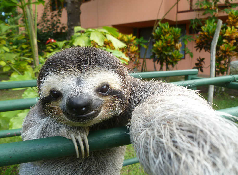 Sloths swim faster than they walk