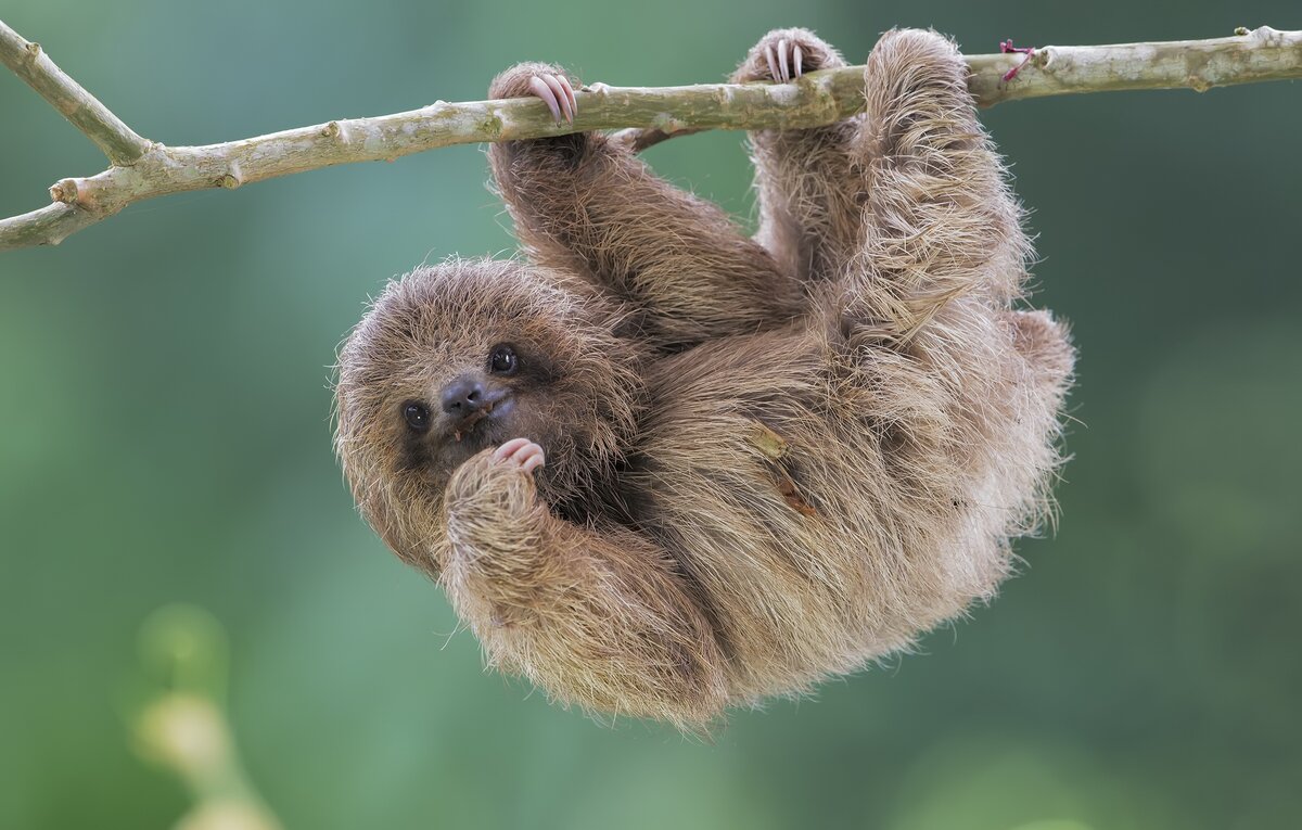 Sloth habitat facts