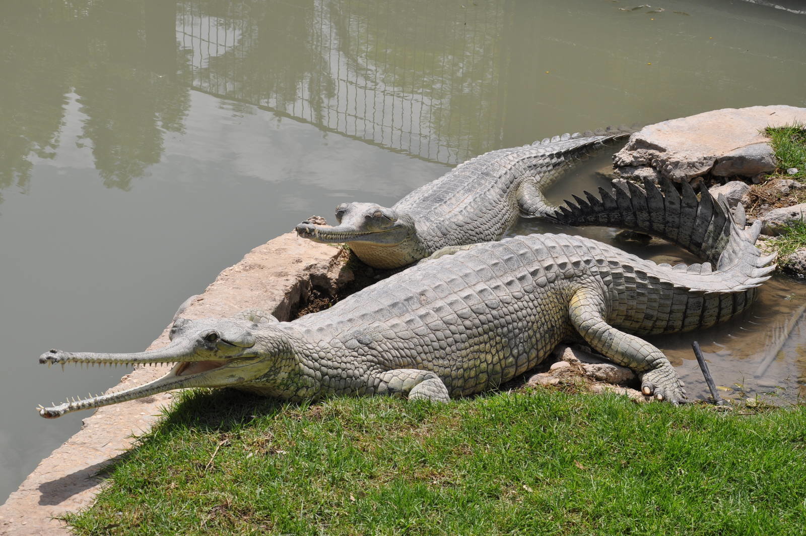 Gharial