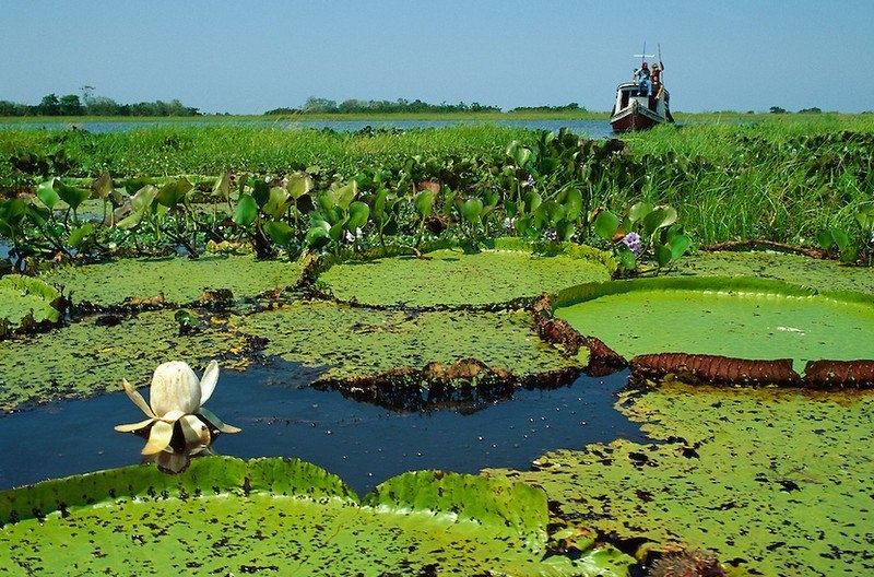 Facts about the swamp water