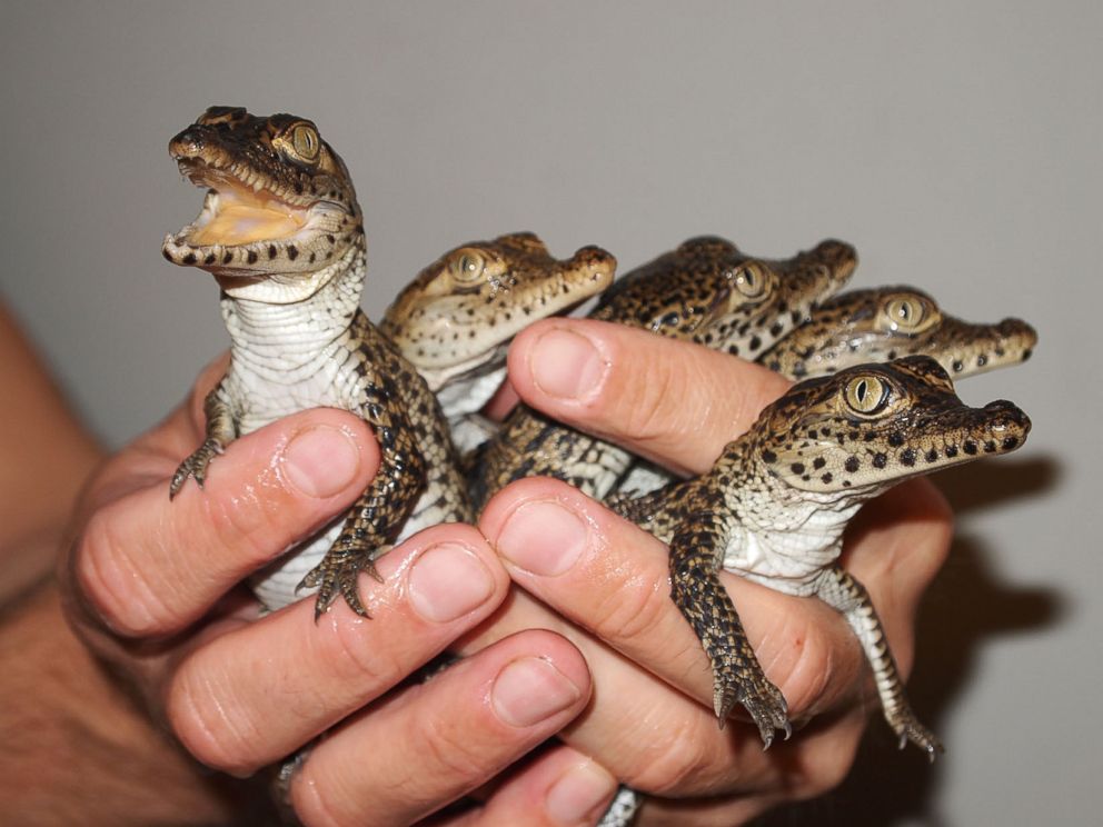 Baby Crocodiles