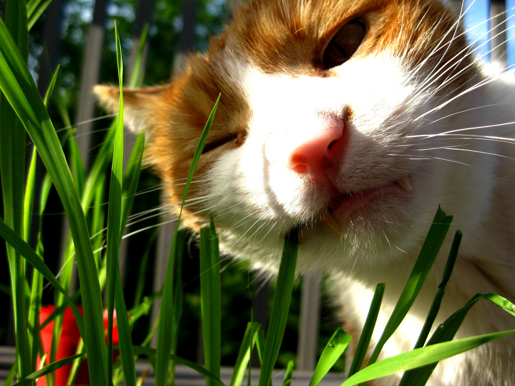 Myth 7: If a cat eats grass, then something hurts her!