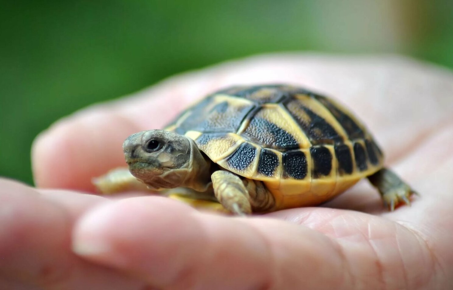 Turtles Are One Of The Oldest Reptile Groups